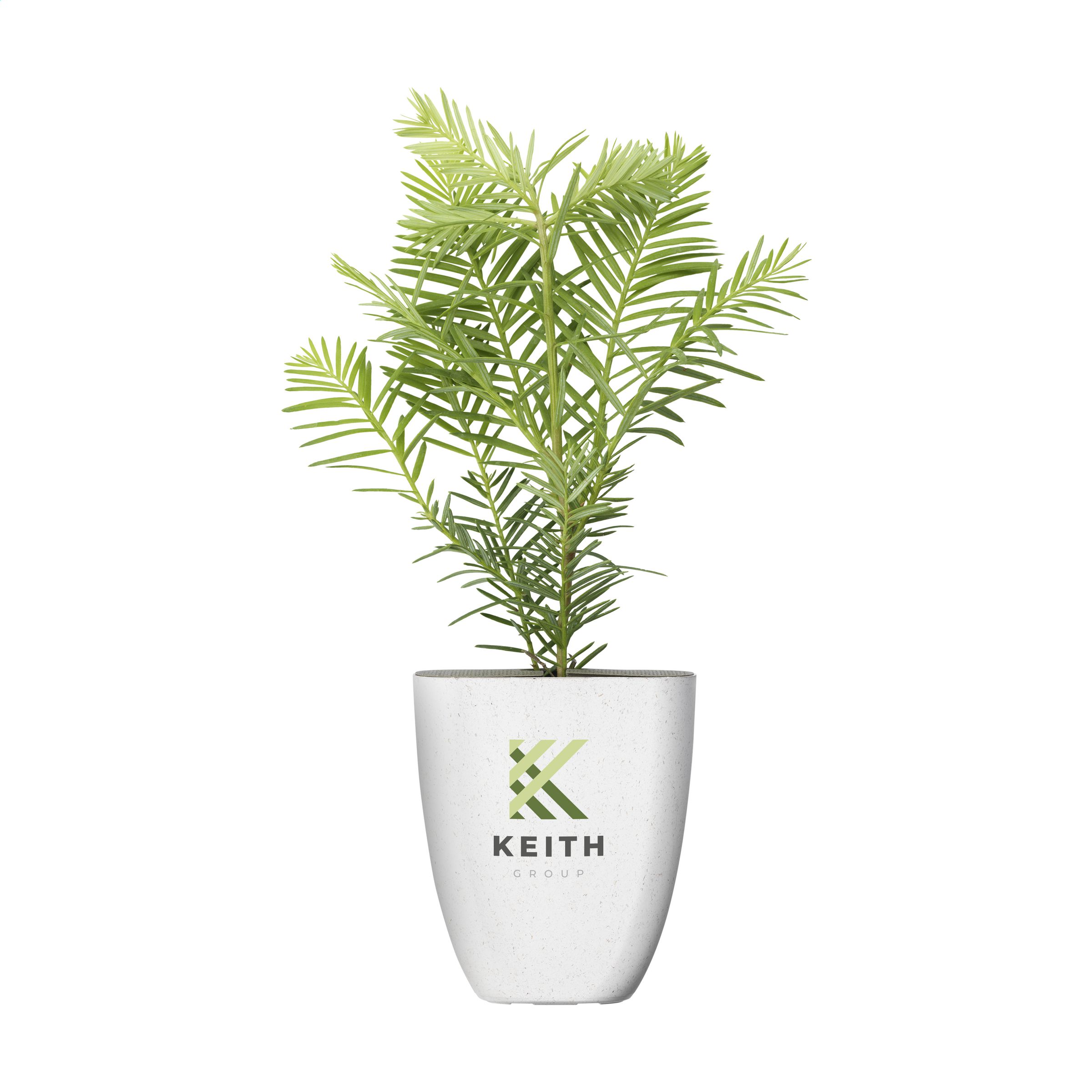 Treemore Brievenbusboompjes Mammoetboom bedrukken met logo