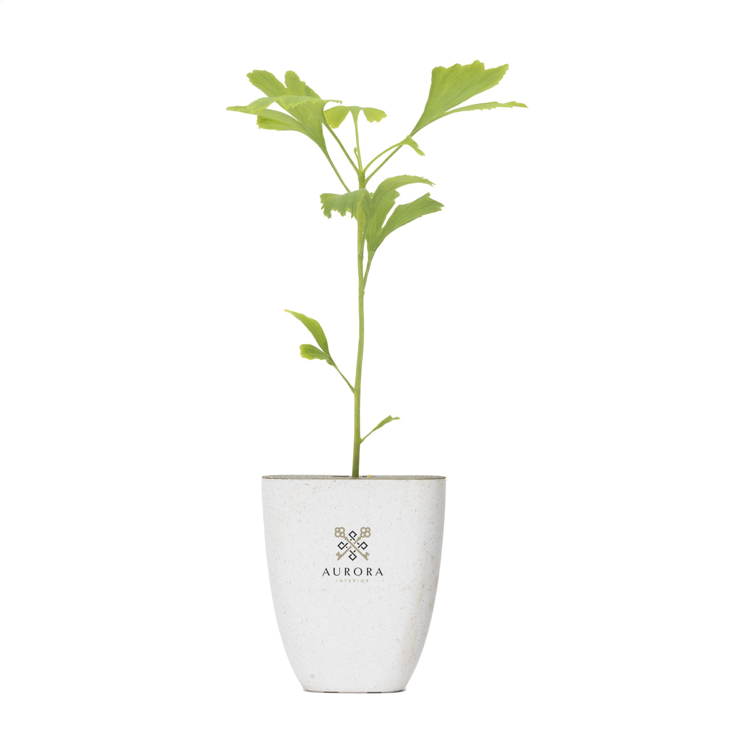 Treemore Brievenbusboompjes Japanse notenboom bedrukken met logo