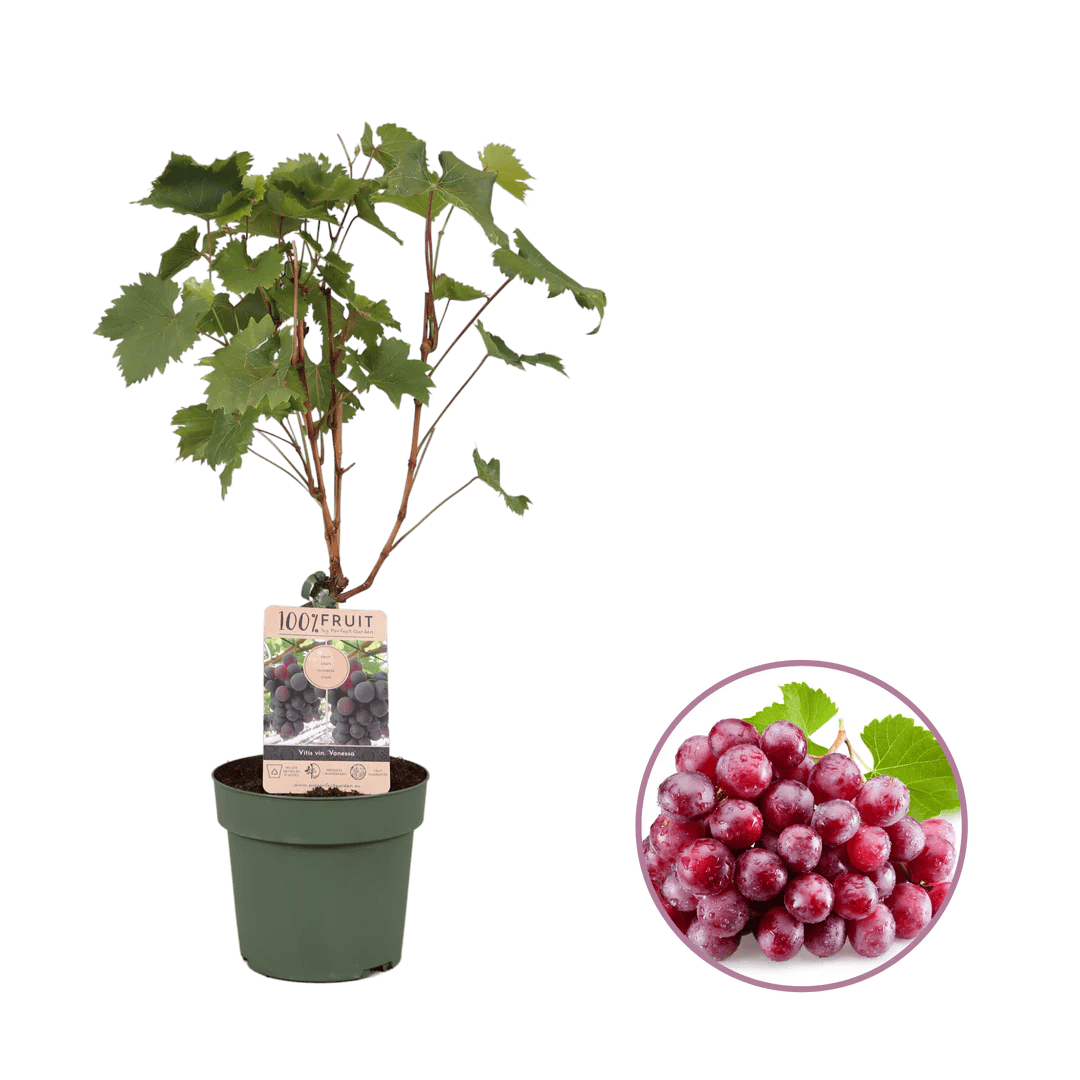 Druivenstruik bedrukken met logo