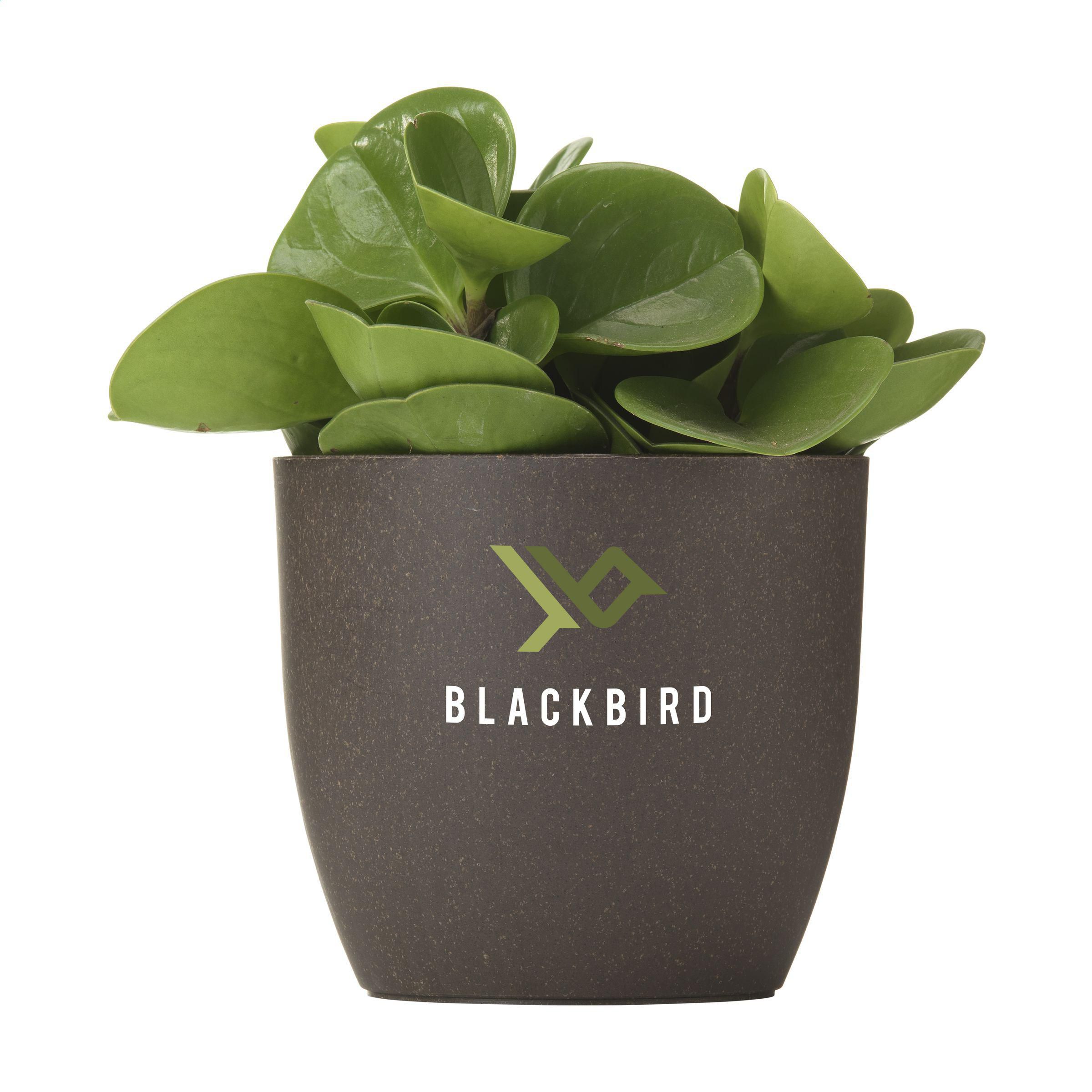 Nosh Coffee Flowerpot bloempot bedrukken met logo