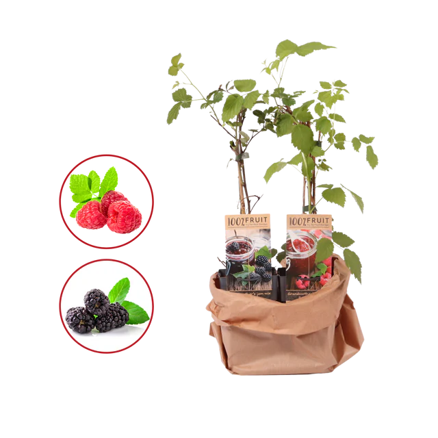 Fruitplanten mix van 2 soorten bedrukken met logo
