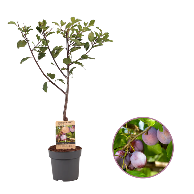 Pruimenboom bedrukken met logo