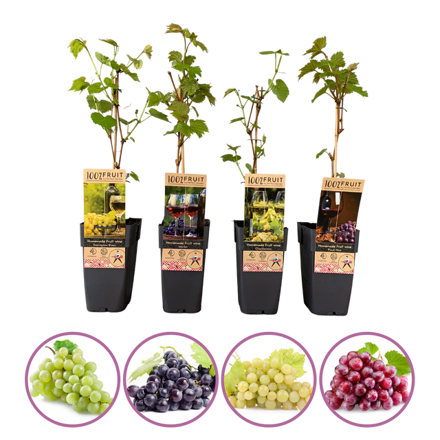Fruitplanten mix van 4 soorten bedrukken met logo